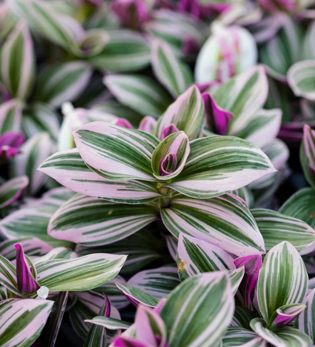 Tradescantia 'Nanouk'