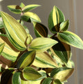 Tradescantia 'Zebra Yellow'