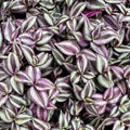 Tradescantia 'Zebrina'