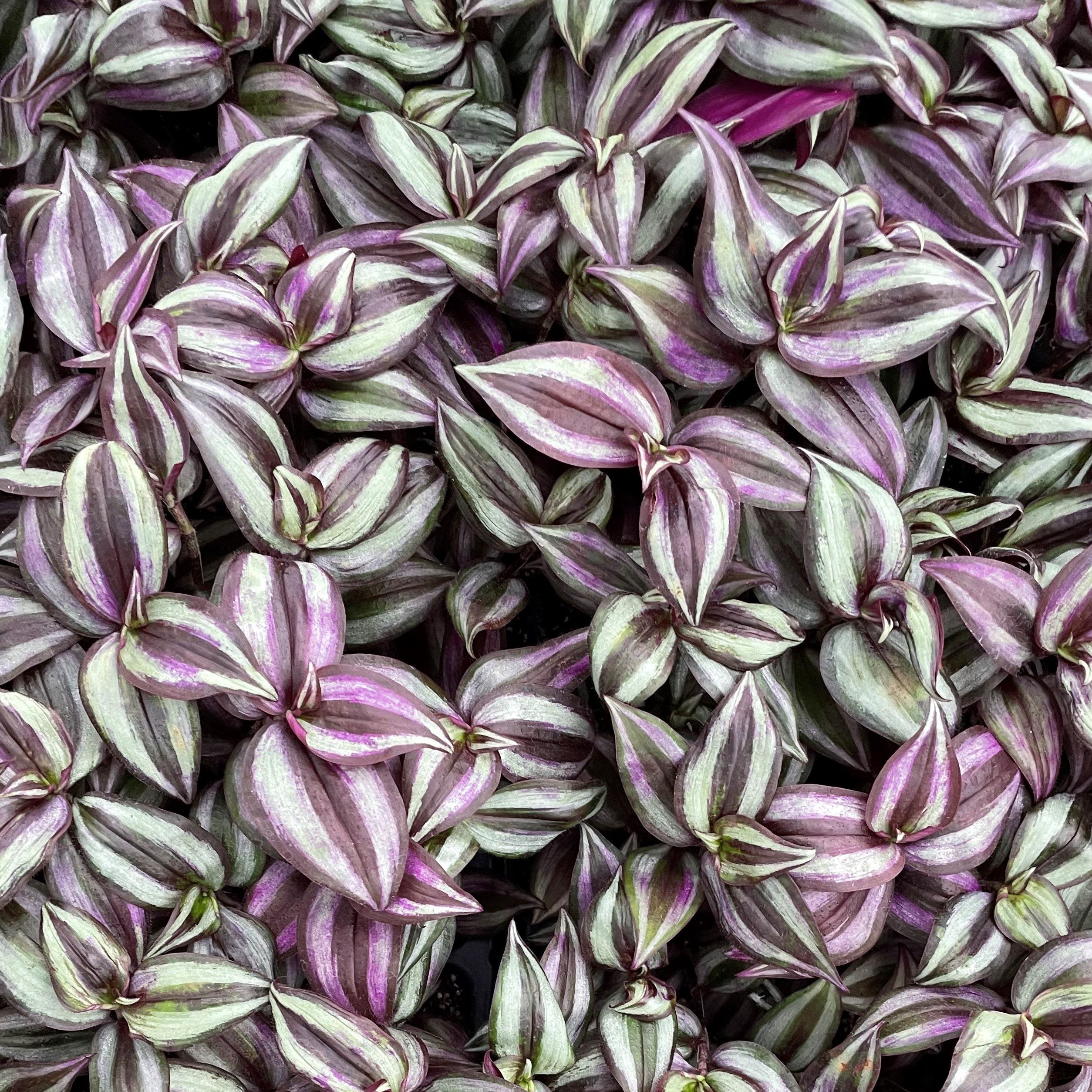 Tradescantia 'Zebrina'