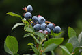 Blueberry 'Northland'