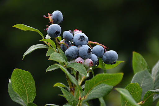 Blueberry 'Northland'