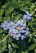 Blueberry 'Patriot'