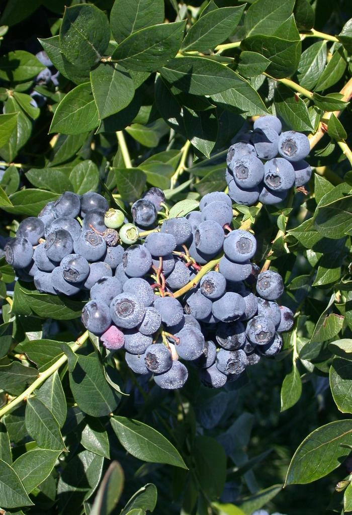 Blueberry 'Patriot'
