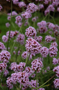 Verbena 'Meteor Shower'