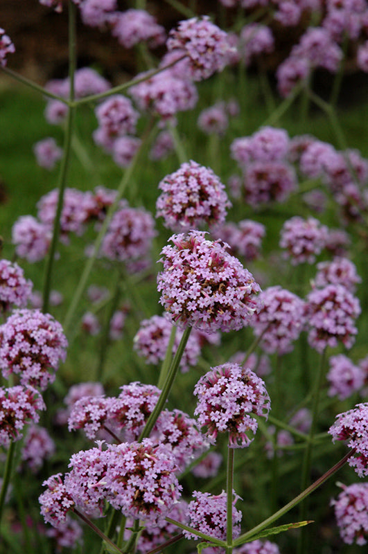 Verbena 'Meteor Shower'