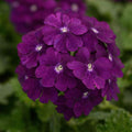 Verbena 'Firehouse Purple'