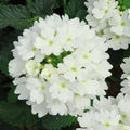Verbena 'Lascar White'