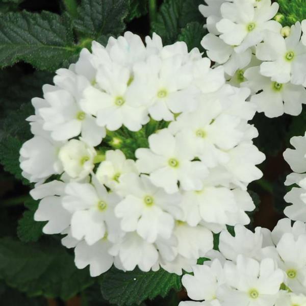 Verbena 'Lascar White'