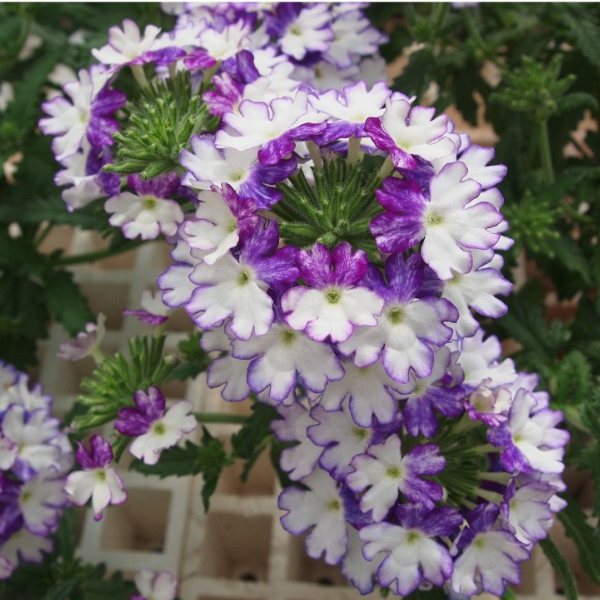 Verbena 'Wicked Cool Blue'