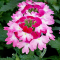 Verbena 'Wicked Hot Pink'