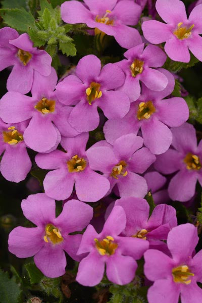 Bacopa 'Megacopa New Pink'
