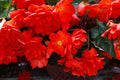 Begonia I'conia 'Miss Miami'