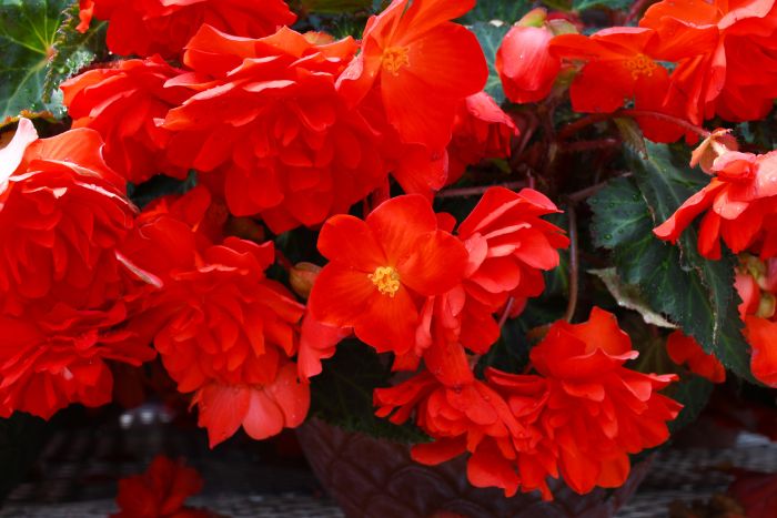 Begonia I'conia 'Miss Miami'