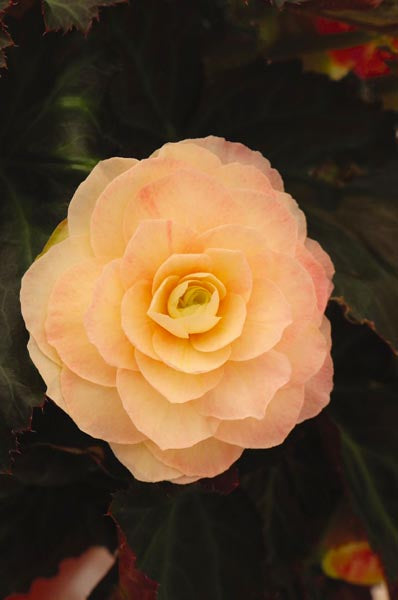 Begonia I'conia 'Portofino Champagne'