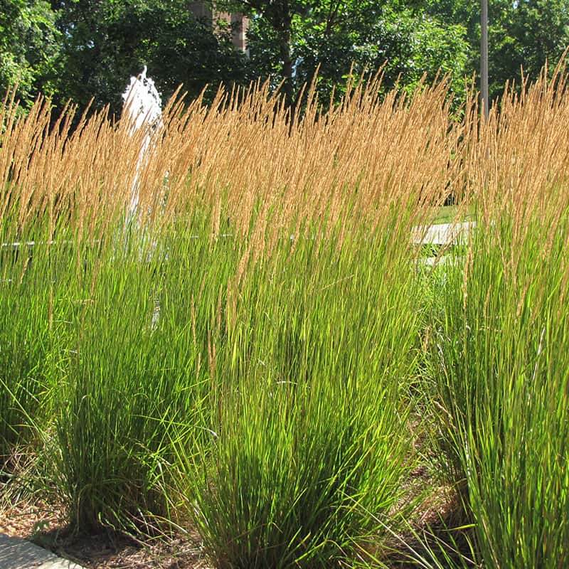 Calamagrostis x acutiflora 'Karl Foerster'