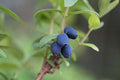 'Borealis' Honeyberry