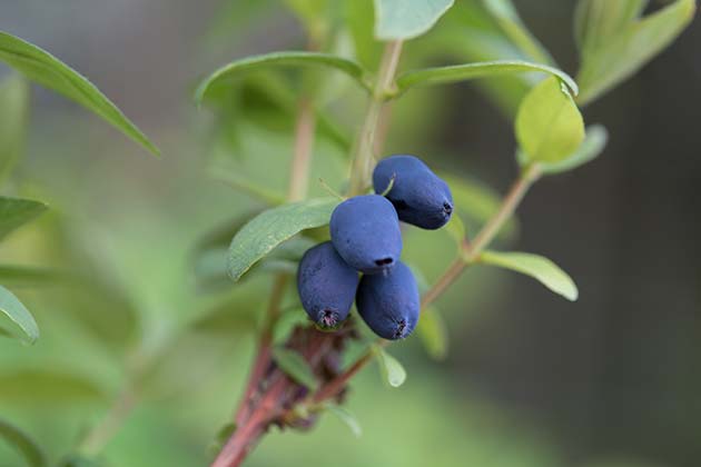 'Borealis' Honeyberry