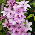 Clematis 'Hagley Hybrid'