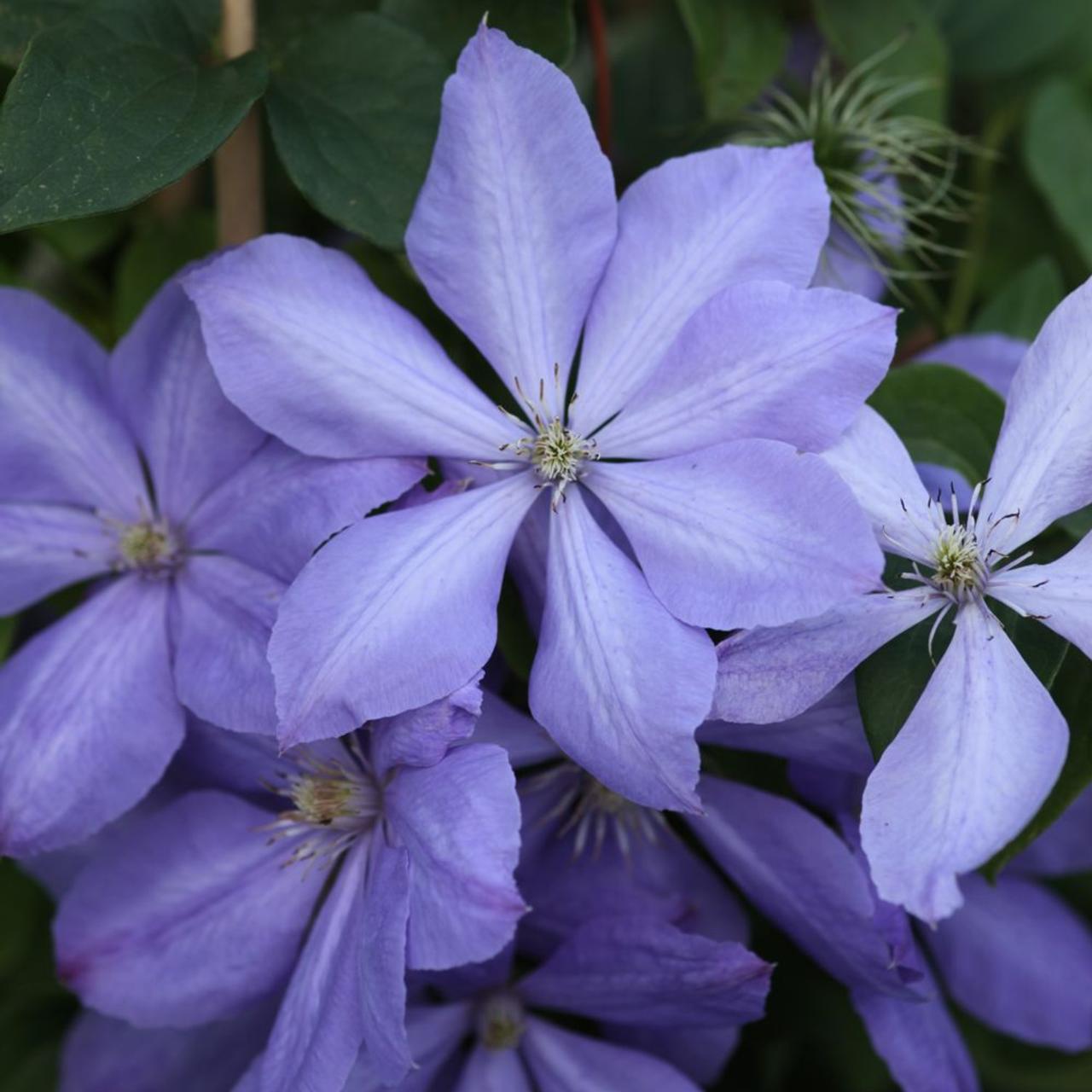 Clematis 'Mrs Cholmondeley'