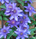Clematis 'Multi Blue'