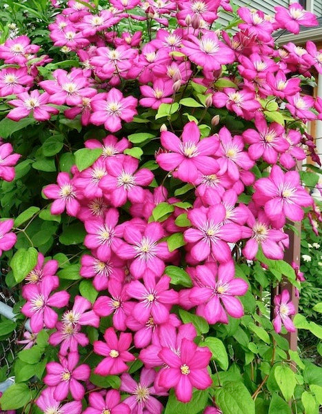 Clematis 'Ville de Lyon'