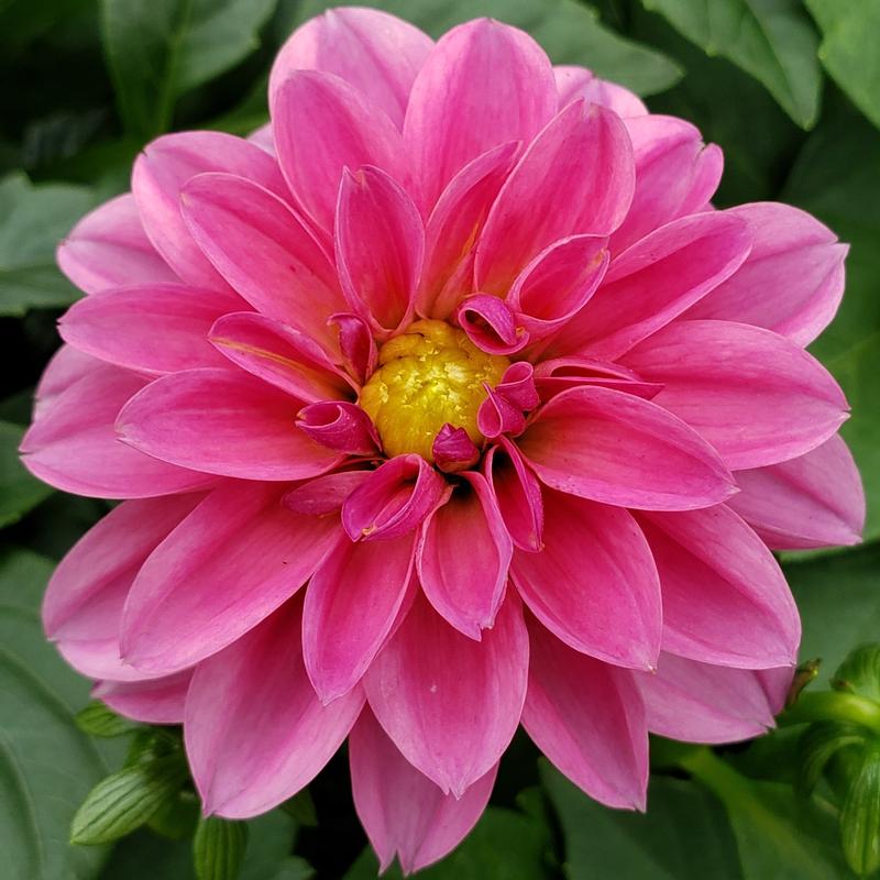 Dahlia 'Dahlietta Lisa'