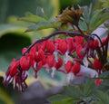 Dicentra Spectabilis 'Valentine'
