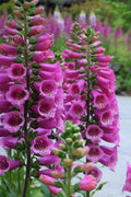 Digitalis Purpurea Camelot