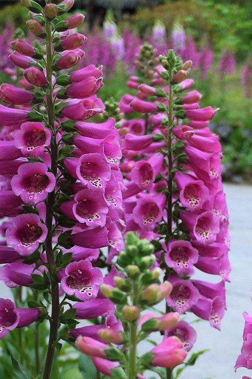 Digitalis Purpurea Camelot
