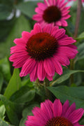 Echinacea 'Sombrero Fuchsia Fandango'