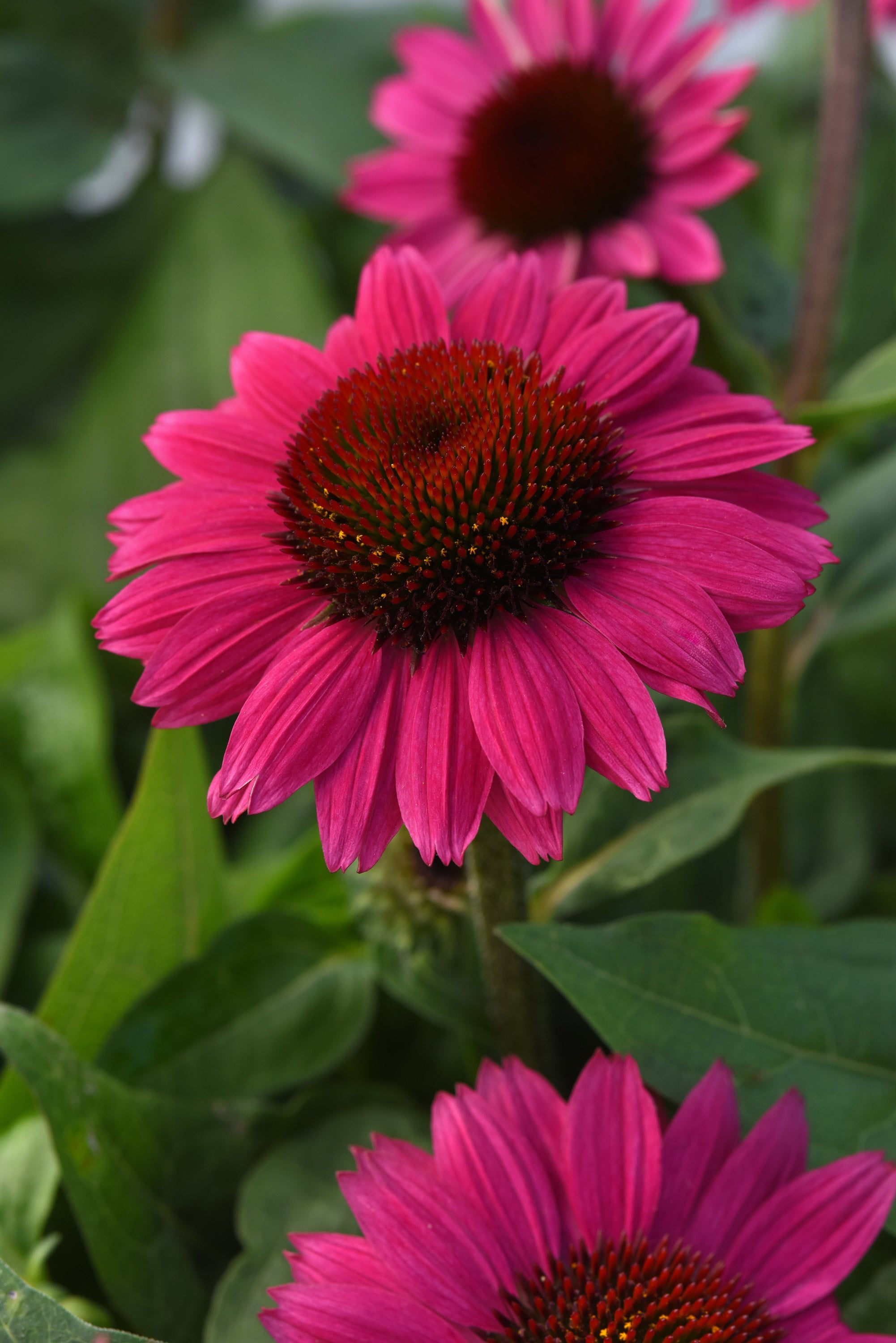 Echinacea 'Sombrero Fuchsia Fandango'