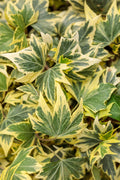 Hedera Helix 'Yellow Ripple'