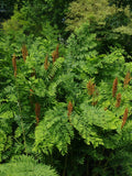 Royal Fern