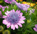 Osteospermum '4D Pink'
