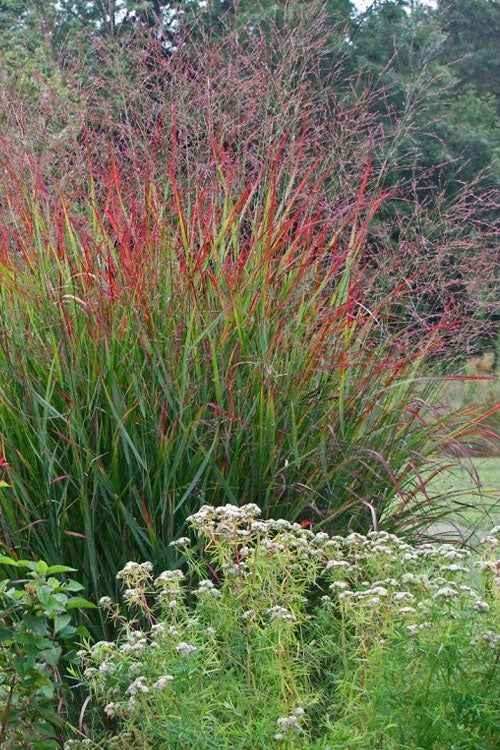 Switchgrass 'Rotstrahlbusch'