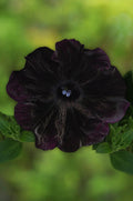 Petunia 'Starlet Velvet 20'