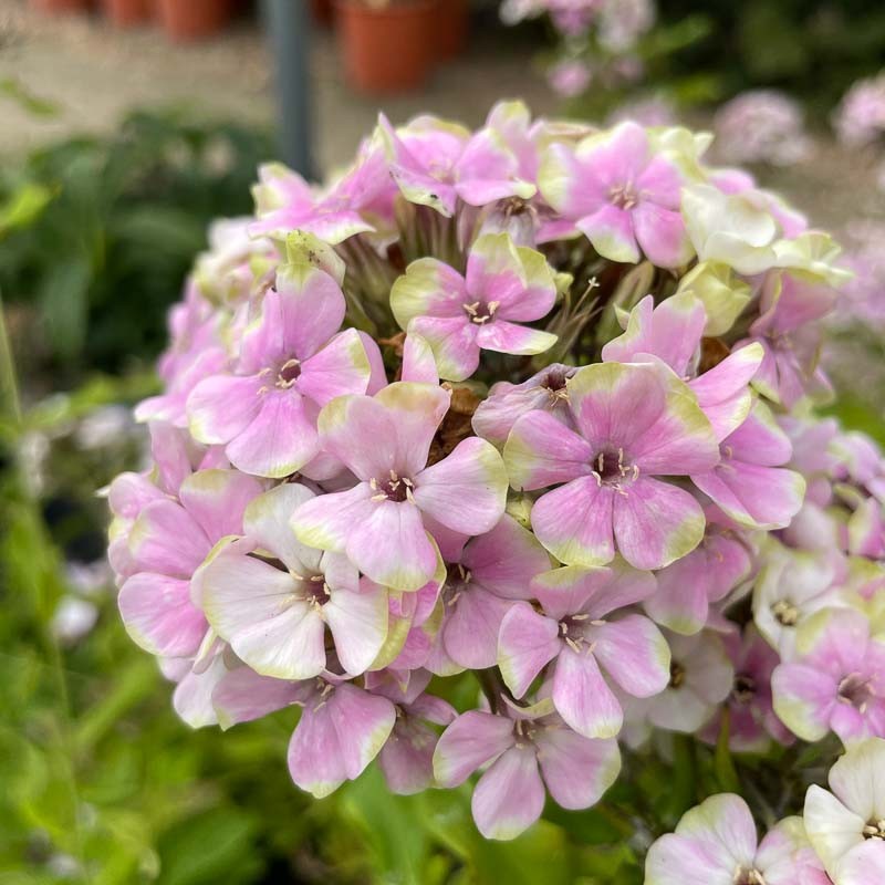 Phlox Paniculata 'Sherbet Blend'