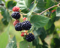 'Triple Crown' Blackberry