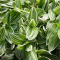 Tradescantia 'Sanna'