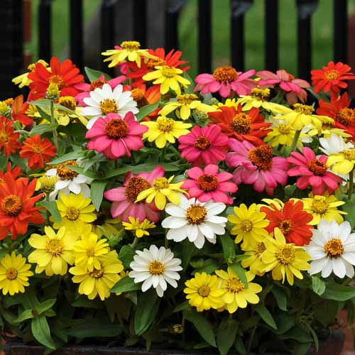 Zinnia 'Zahara Mix'